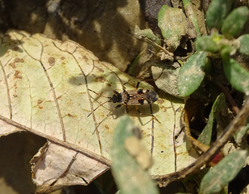 Beosus maritimus - homoki bodobács
