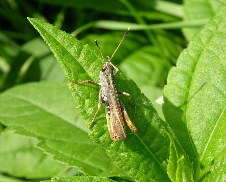 Gomphocerippus rufus - erdei bunkóscsápúsáska