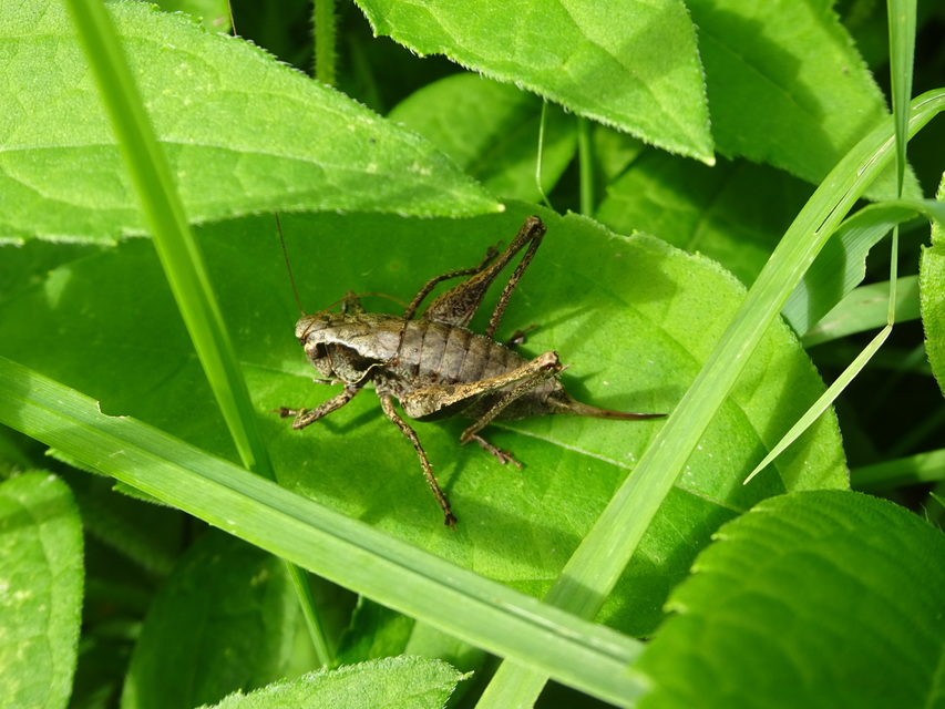 Pholidoptera griseoaptera - szürke avarszöcske