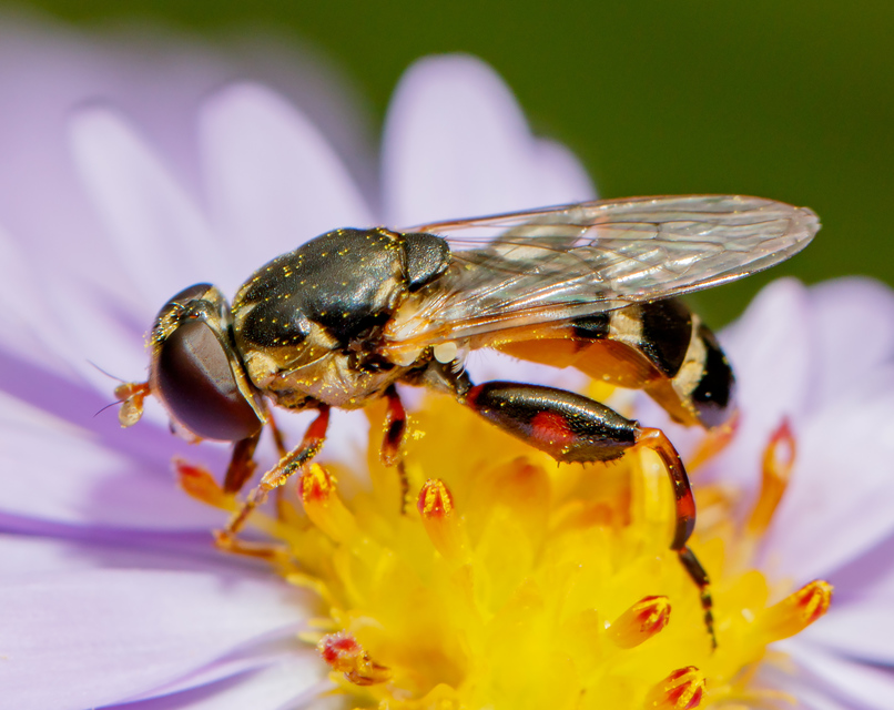 Syritta pipiens - zizegő comboslégy