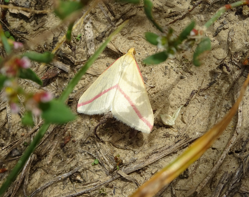 Rhodometra sacraria - rózsacsíkos araszoló