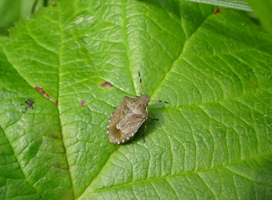 Peribalus strictus - tavaszi címerespoloska Peribalus strictus - tavaszi címerespoloska