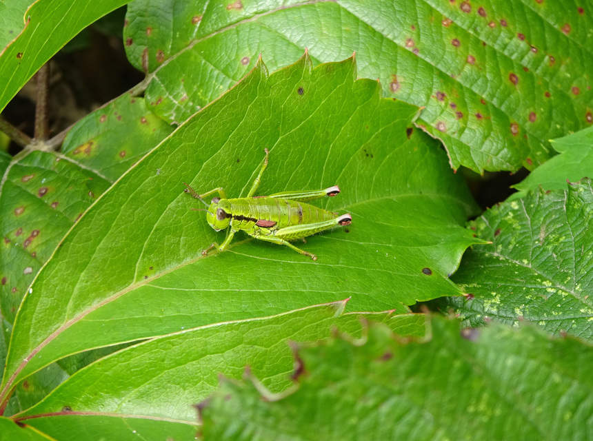 Odontopodisma decipiens - déli hegyisáska