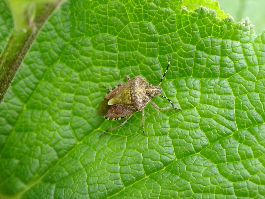 Dolycoris baccarum - közönséges bogyómászó-poloska