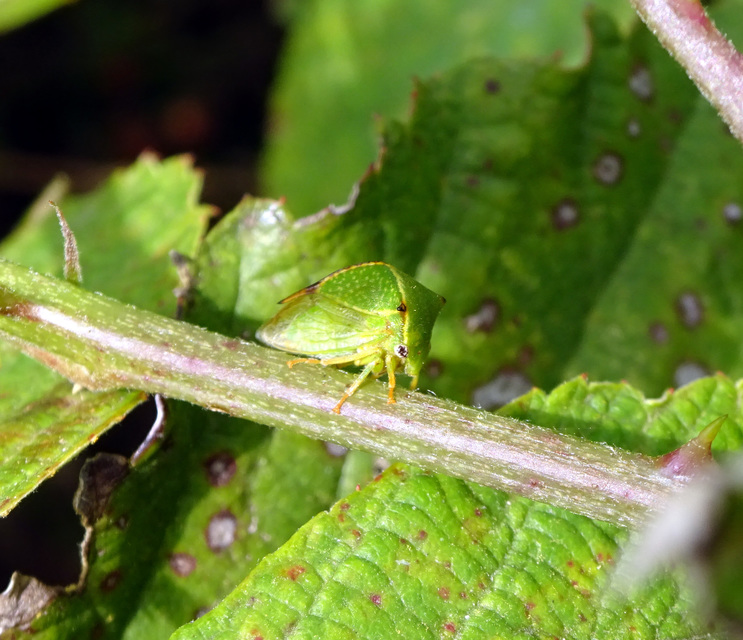 Stictocephala bisonia - bivalykabóca