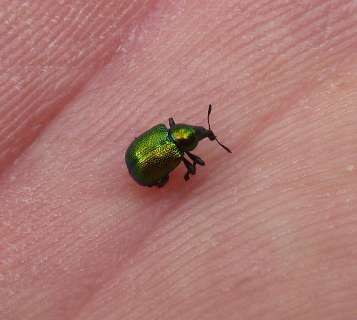 Byctiscus populi - nyárfa-levélsodró