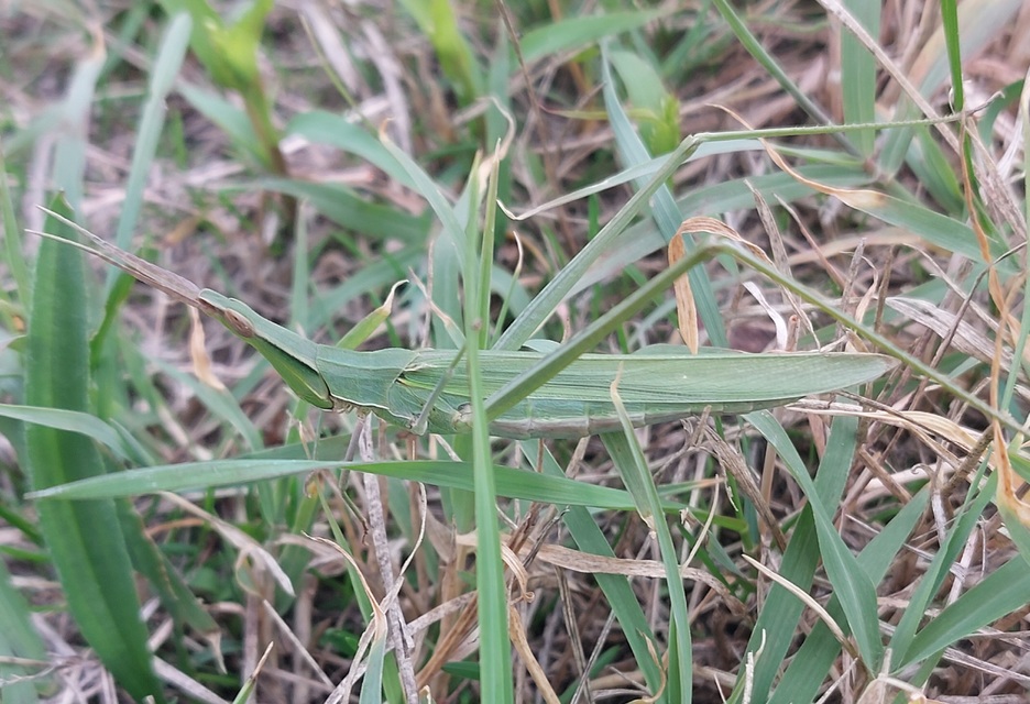 Acrida ungarica - sisakos sáska