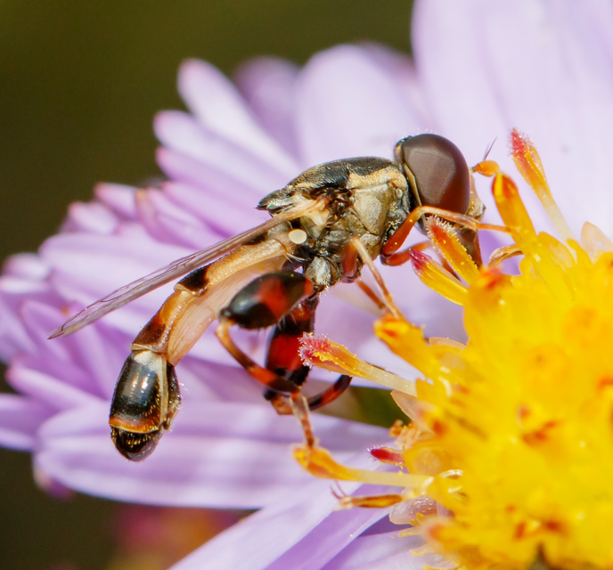 Syritta pipiens - zizegő comboslégy