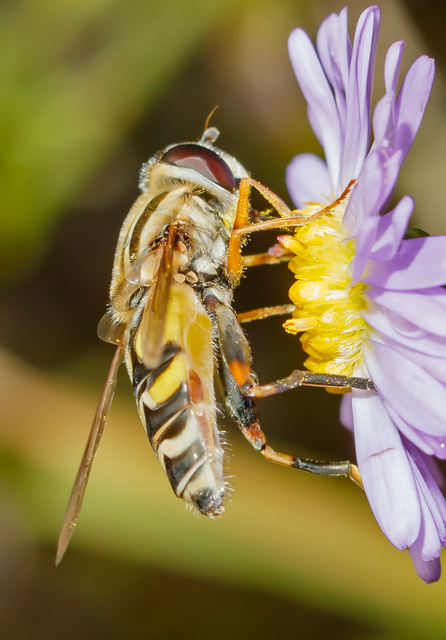 Helophilus trivittatus - nagy mocsárilégy