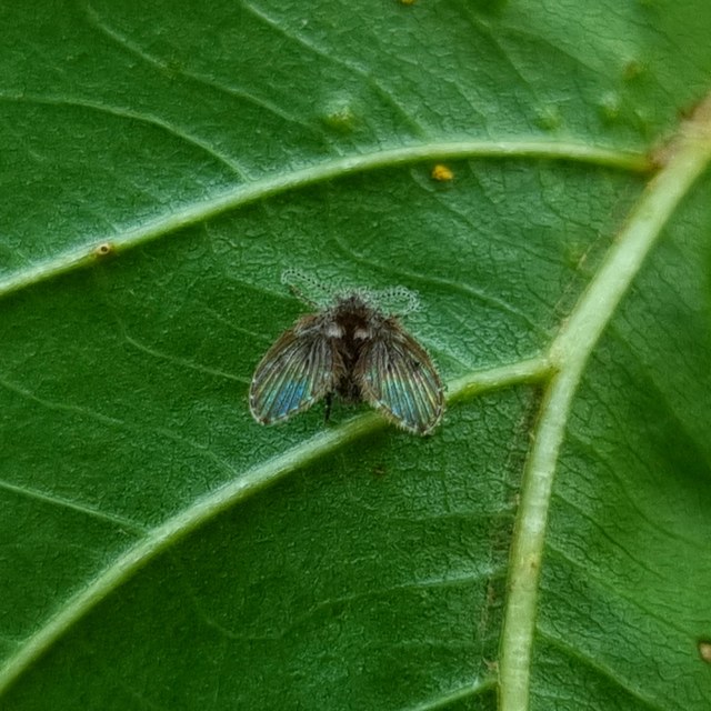 Psychodidae - lepkeszúnyogok