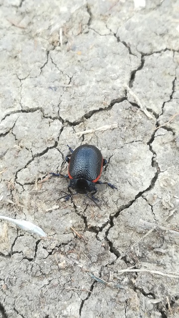 Chrysolina kuesteri - ráncos szegélyeslevelész