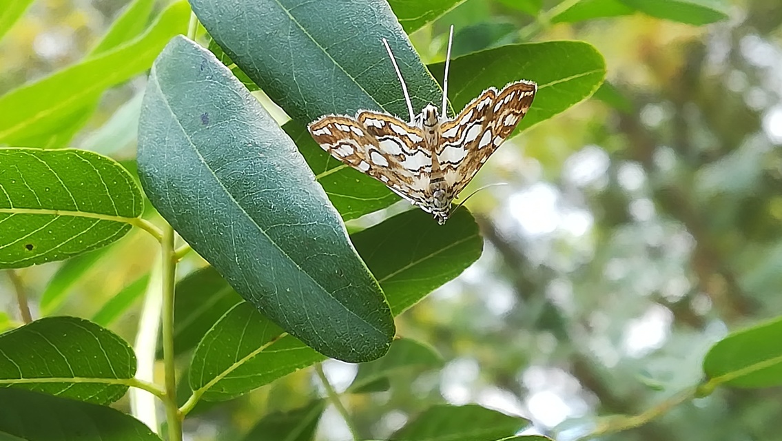 Elophila nymphaeata - tarka vízimoly