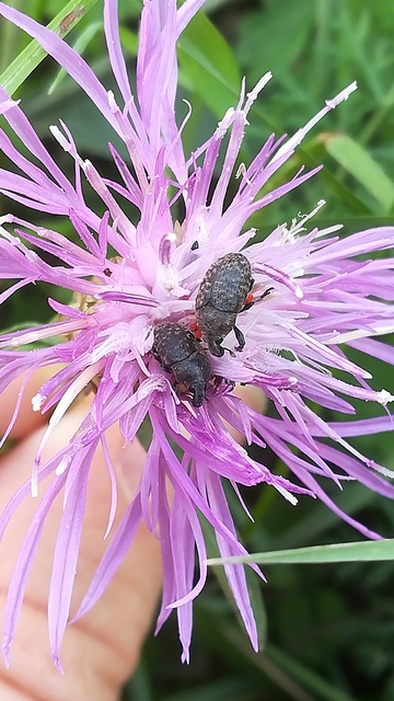Larinus