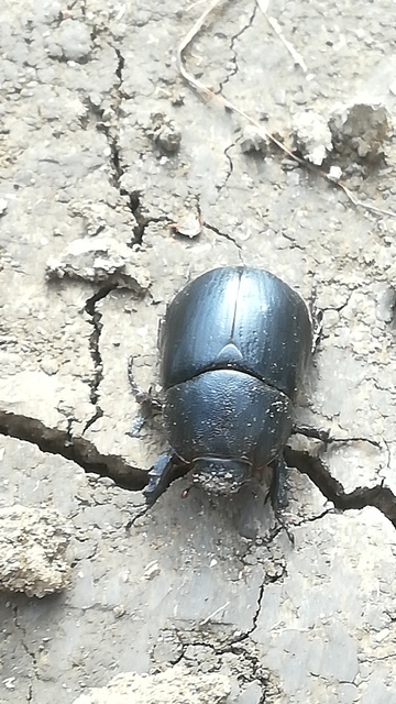 Pentodon idiota - butabogár