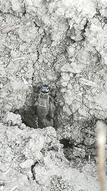 Eumodicogryllus bordigalensis - bordói tücsök