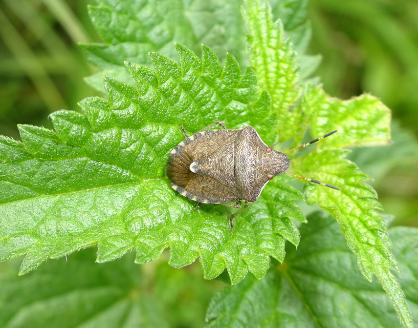Peribalus strictus - tavaszi címerespoloska Peribalus strictus - tavaszi címerespoloska