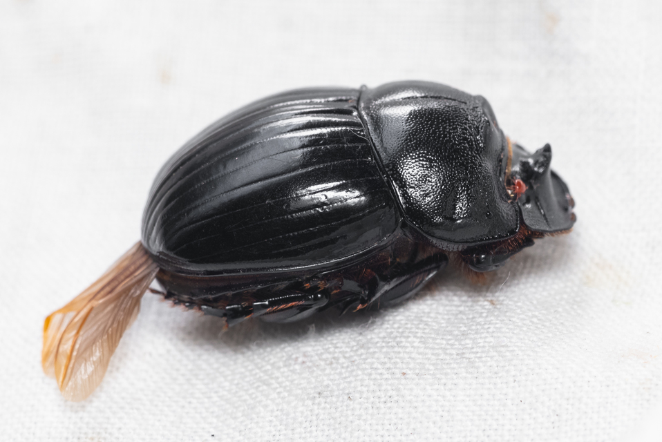 Copris lunaris - közönséges holdszarvú-ganéjtúró