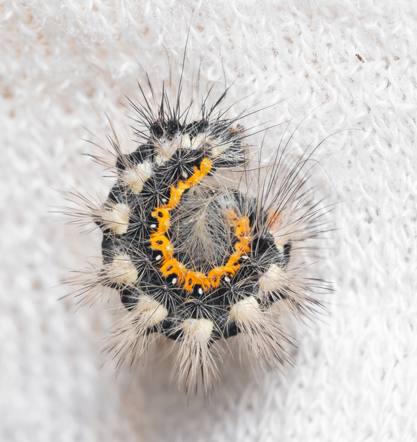 Acronicta euphorbiae - kutyatej-szigonyosbagoly