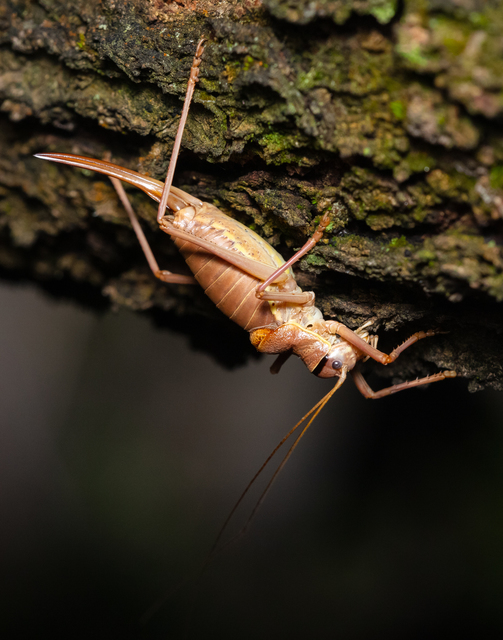 Ephippiger ephippiger - nyergesszöcske