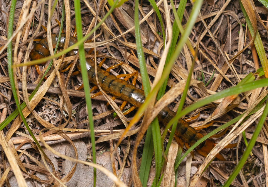 Scolopendra cingulata - öves szkolopendra