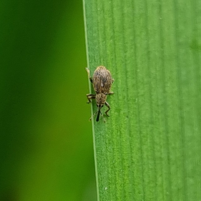 Trichopterapion holosericeum - gyertyánmag-cickányormányos Trichopterapion holosericeum - gyertyánmag-cickányormányos