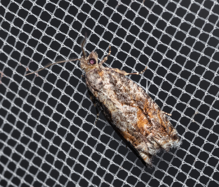 Tortricidae - sodrómolyfélék