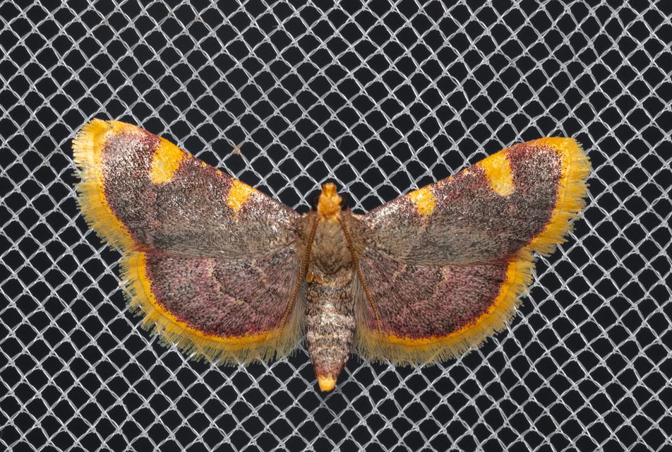 Hypsopygia costalis - szénailonca
