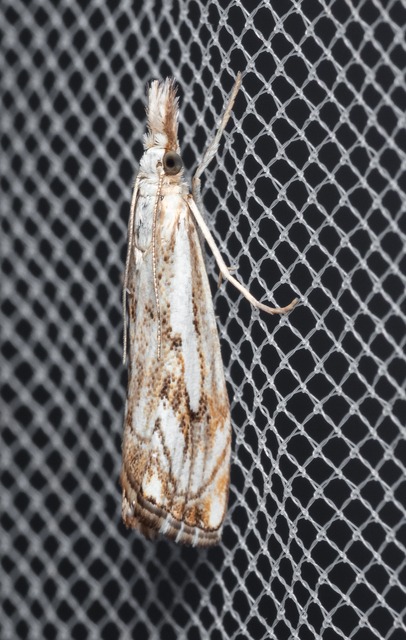 Catoptria falsella - hálós fűgyökérmoly