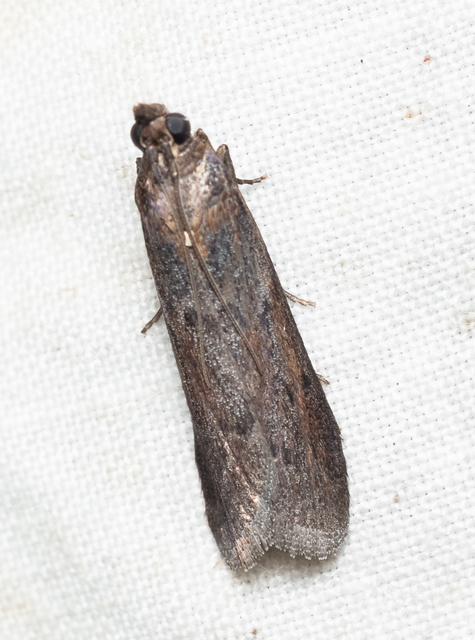 Phycitinae