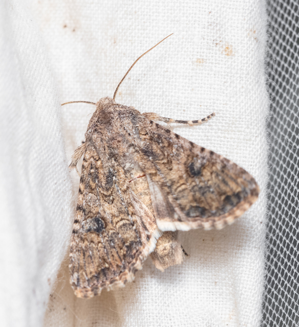 Hadula trifolii - lóherebagoly