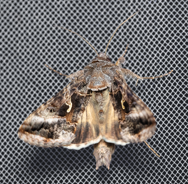Autographa gamma - gammalepke
