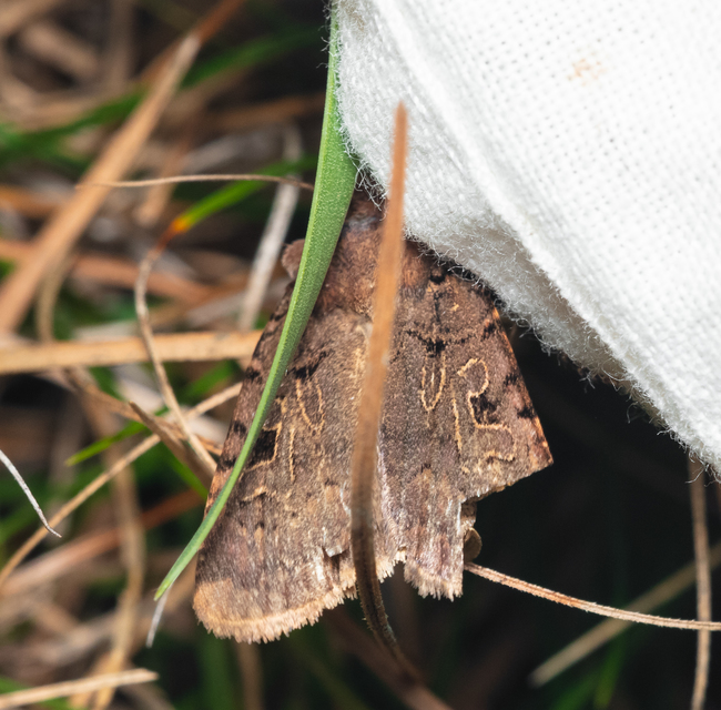 Chersotis rectangula - barna földibagoly
