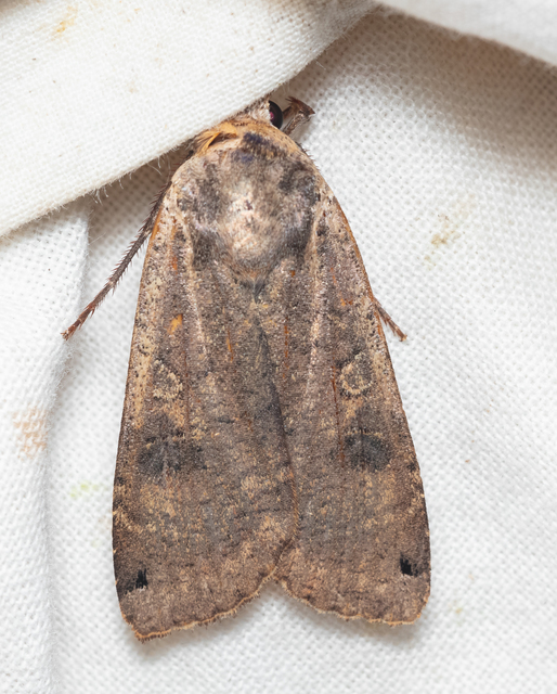 Noctua pronuba - nagy sárgafűbagoly