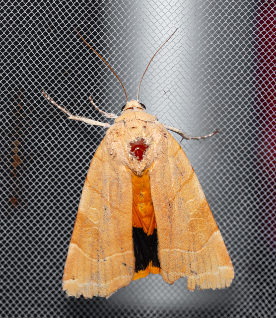 Noctua fimbriata - szélessávú sárgafűbagoly