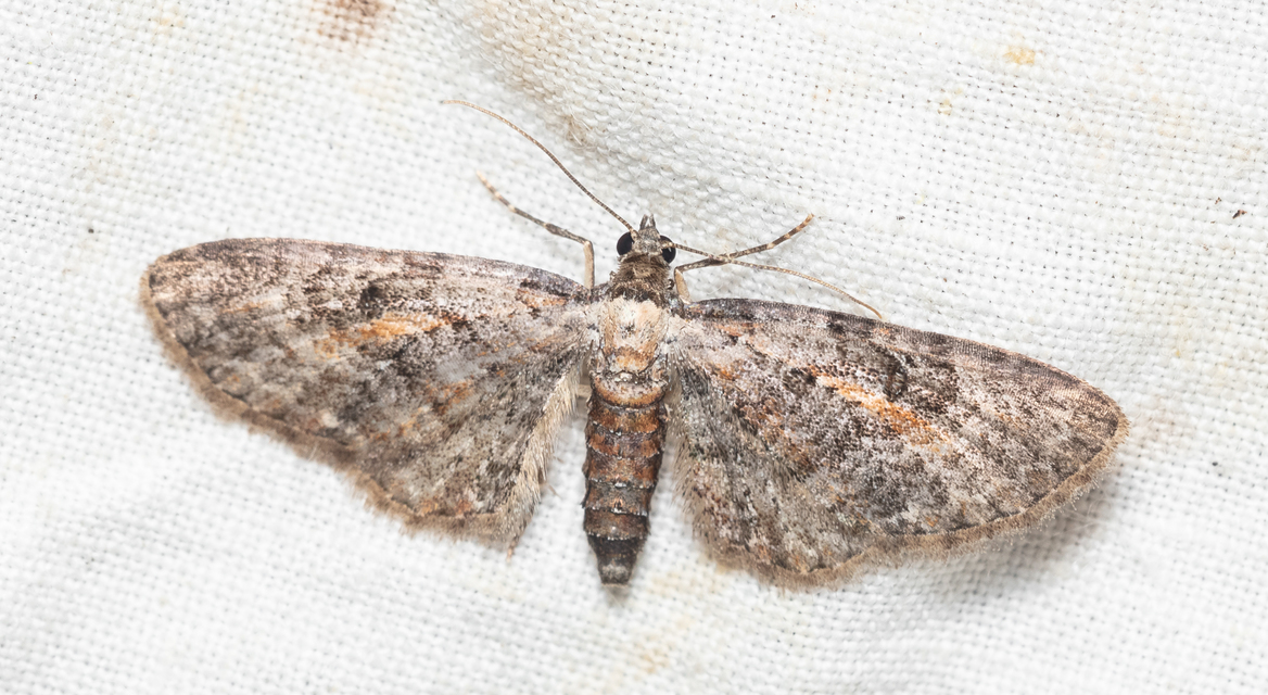 Eupithecia icterata - rozsdafoltos törpearaszoló