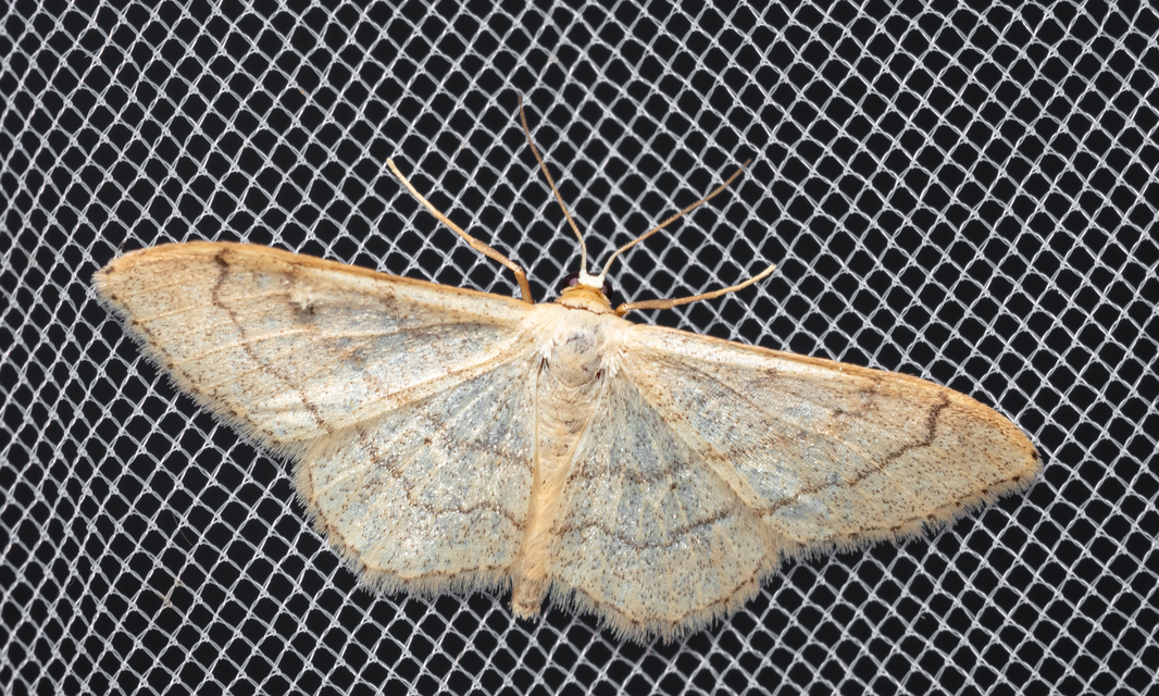 Idaea aversata - nagy sávosaraszoló