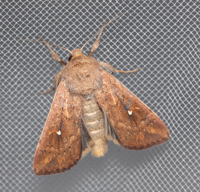 Mythimna albipuncta - fehérpettyes rétibagoly