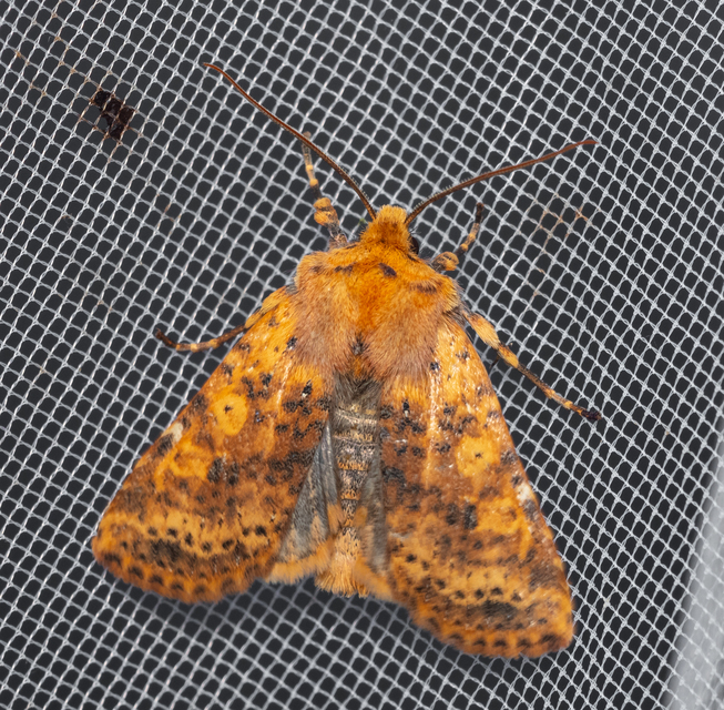 Conistra rubiginea - vörös őszibagoly