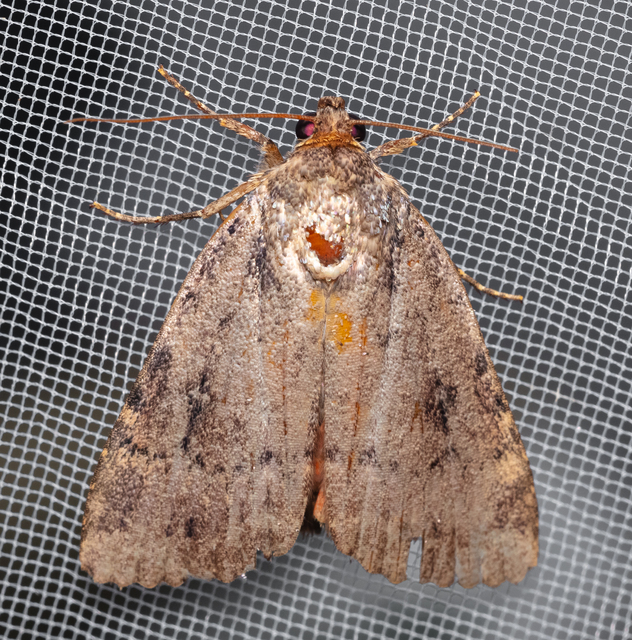 Amphipyra berbera/pyramidea