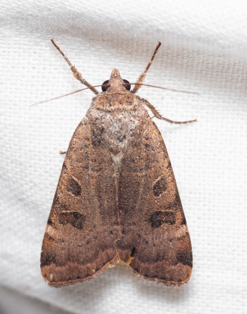 Noctua interposita - köztes sárgafűbagoly