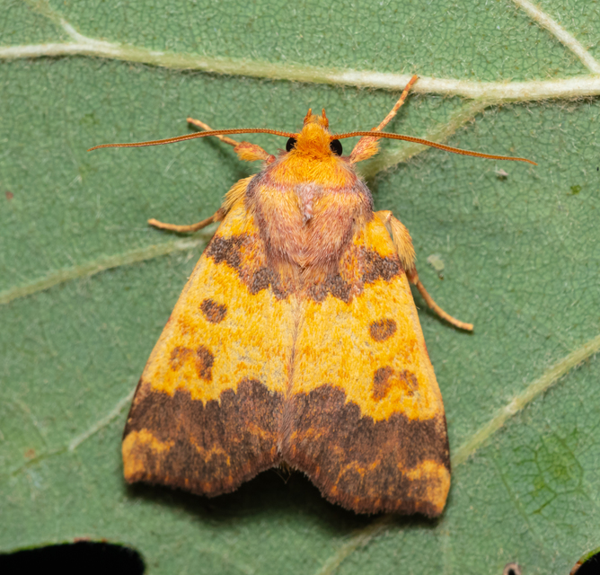 Tiliacea aurago - aranyló sárgabagoly