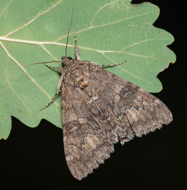 Catocala nupta - piros övesbagoly