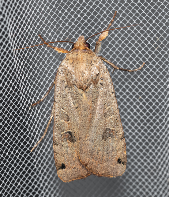Noctua orbona - foltos sárgafűbagoly