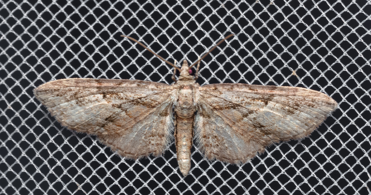 Eupithecia ericeata - feketefenyő-törpearaszoló