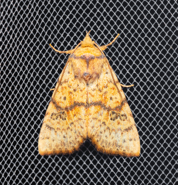 Tiliacea sulphurago - kénes sárgabagoly