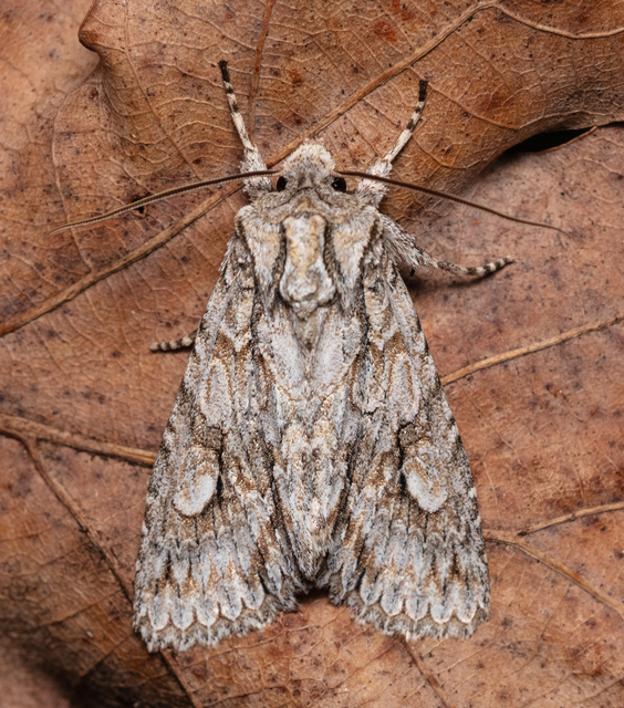 Meganephria bimaculosa - kétfoltos szilbagoly