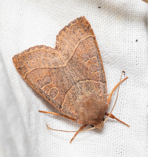 Mesogona acetosellae - madársóskabagoly