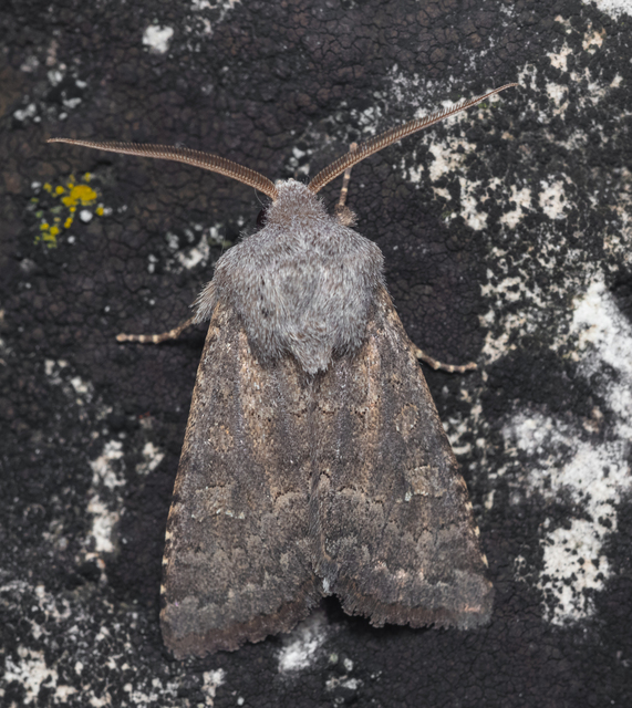 Aporophyla lutulenta - sziki őszibagoly