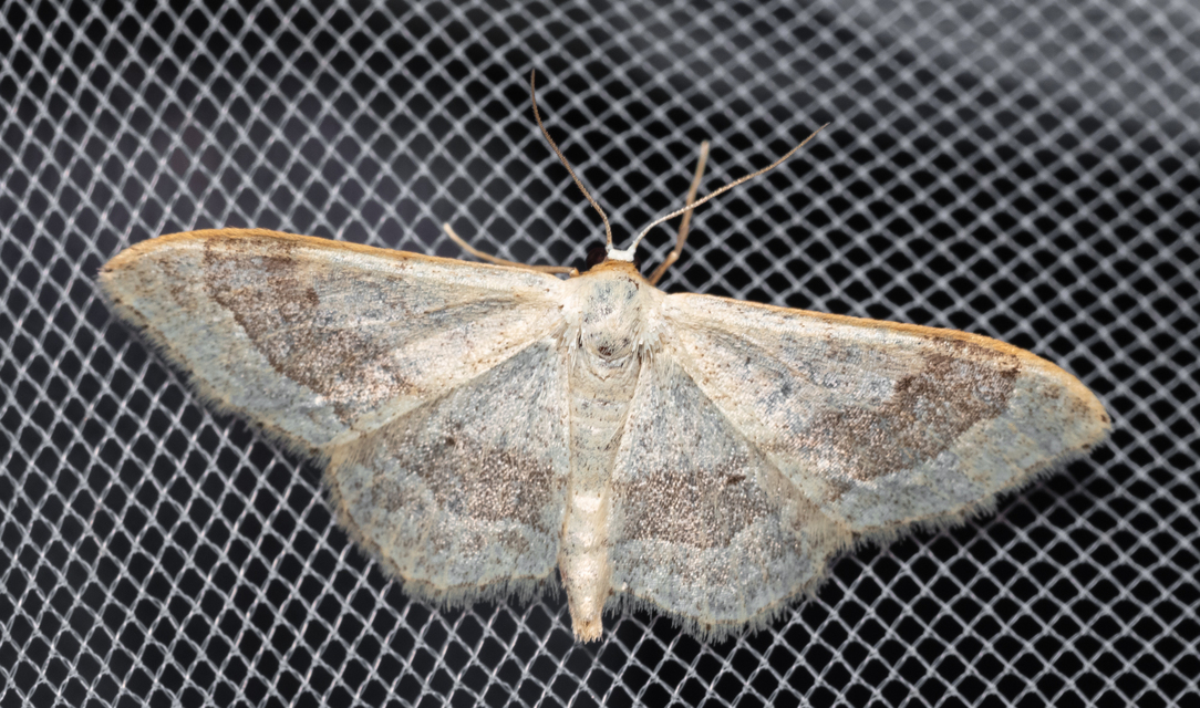 Idaea aversata - nagy sávosaraszoló