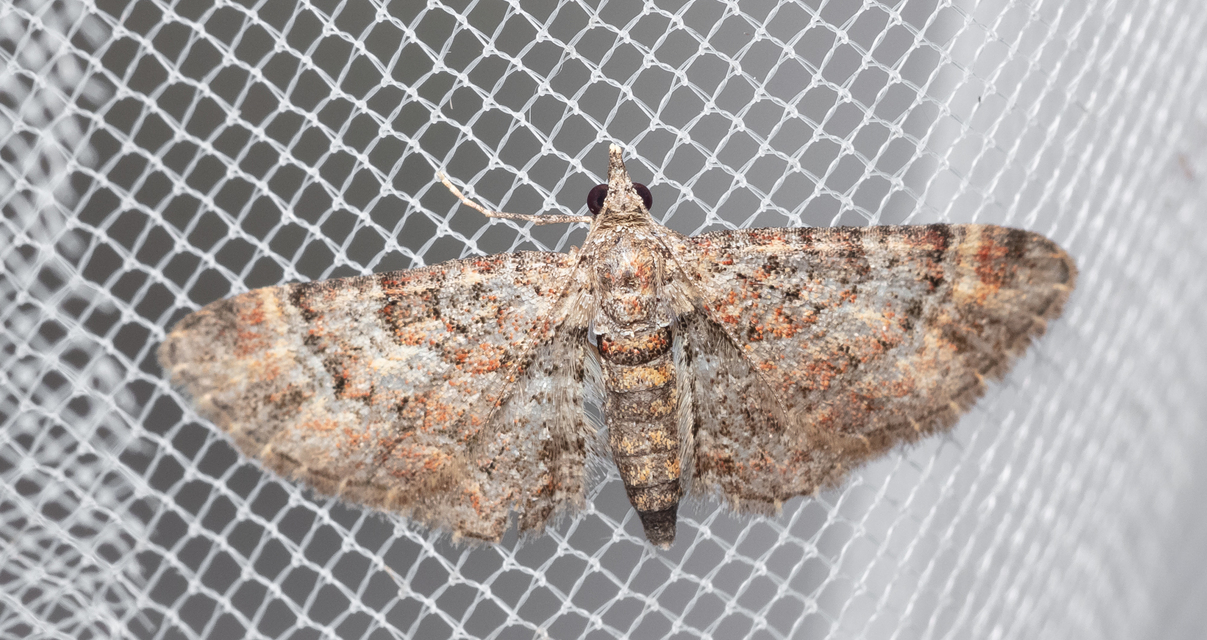 Gymnoscelis rufifasciata - vöröscsíkos törpearaszoló